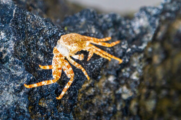 crab on the rock