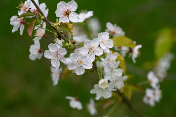 Prunus cerasus flowering tree flower, beautiful white petals tart dwarf cherry flowers in bloom. Garden fruit tree with blossom flowers