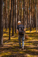 Fototapeta premium A man with a basket picking mushrooms. Mushroom picker. Mushroom picking. Autumn harvest. Man in the forest. Yellow foliage