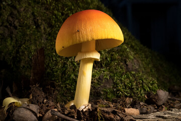 Orange Mushroom Growing in Dirt at the Base of a Tree