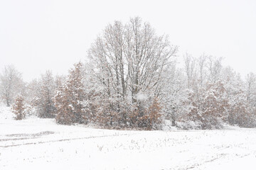 Snowy landscape in an oak forest with the branches of the trees covered by snow in winter.