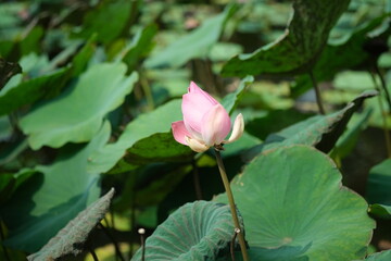Lotus flower blooming in a pond at Kebun Raya Bogor, Indonesia.