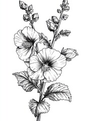 Black and white Vintage engraved art of a hollyhock bouquet, isolated on white background, ink sketch illustration, simple vector art design, highly detailed line art, high contrasty
