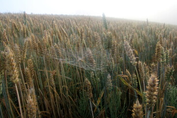 Fototapeta premium Spider web with rain drops in the morning sunlight during fog. spider net on wheat field