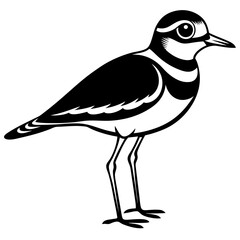 Killdeer Vector Illustration – Cute Cartoon Animal Logo, Funny Clipart for Graphic Design
