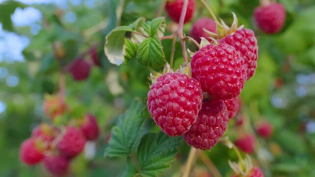 Panorama of a ripe juicy raspberries on the branch on the background of a blue sky. High quality 4k footage