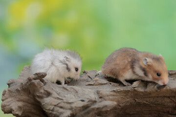 Two campbell dwarf hamsters hunt for termites on a rotting tree trunk. This rodent has the...