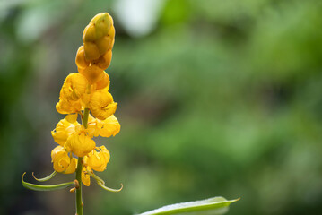 Senna alata flowers on natural background.