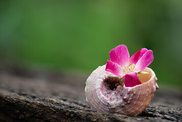 Wild rose flower on natural background.