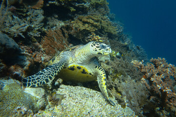 Green sea turtle in the colorful coral reefs of a tropical sea