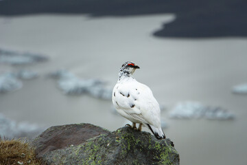 Rock ptarmigan bird perching on the top of a rock next to the glacier lagoon