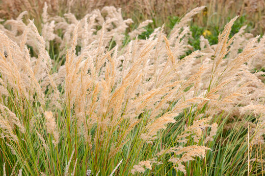 Ziergr&auml;ser im Garten, Sommer
