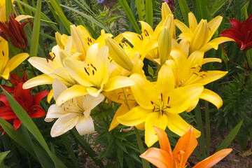 Obraz premium Lilie (Lilium) Pflanze mit gelben Blüten 