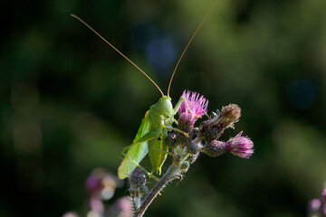Grüne Heupferd (Tettigonia viridissima) auch Großes Heupferd, großes grünes Heupferd, Langfühlerschrecke sitzt auf Distel 