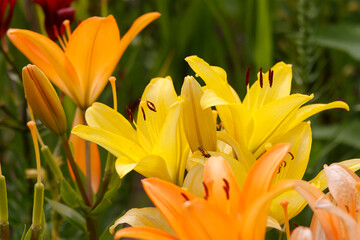 Lilie (Lilium) Pflanze mit gelben Bl&uuml;ten 