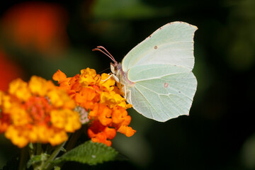 Zitronenfalter (Gonepteryx rhamni) Weibchen auf Blüte