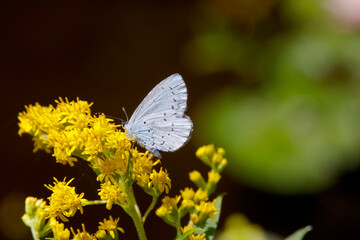 Dunkle Wiesenknopf-Ameisenbl&auml;uling (Phengaris nausithous) auf gelber Bl&uuml;te 