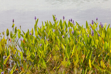 Herzblättrige Hechtkraut (Pontederia cordata) Wasserpflanze mit blauen Blüten 