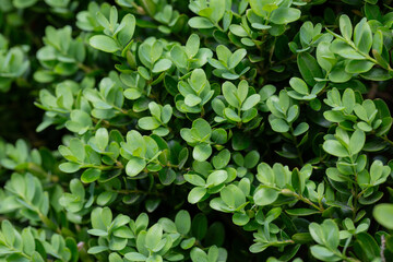 Buxus microphylla is a type of dwarf evergreen shrub plant found in Japan. Background of green leaves.