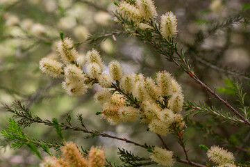 Melaleuca ericifolia. Myrtaceae Australia Melaleuca or the Australian Tea Tree is one of the most valuable Australian shrubs and trees of the Myrtle family.