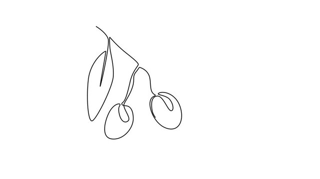 Animated self drawing of continuous line draw pile healthy organic olive fruit for orchard or groceries logo identity. Freshness core ingredients concept for fruit icon. Full length one line animation