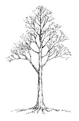 Vector drawing. Big bare tree