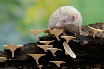 A young hedgehog is eating a fungus growing on a rotting tree trunk. This mammal has the scientific name Atelerix albiventris.