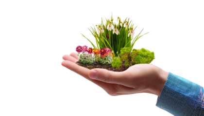 Garden of flowers and plants in the palm of the hand isolated on transparent background.