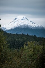 A white snow-capped mountain peak rising above a dark, dense forest. 