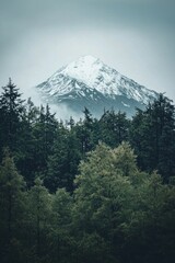 Obraz premium A white snow-capped mountain peak rising above a dark, dense forest. 