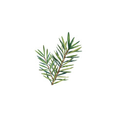 Fototapeta premium Spruce branch, isolated watercolor illustration. A Christmas tree in a green coniferous forest. Pine branches and greenery are hand-painted. Fir branch. Decorative design for the new year 2025