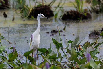 Little Blue Heron in a Marsh