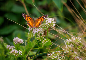 Painted Lady butterfly on a flower