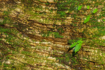 長い年月を経て苔むした断層の岩