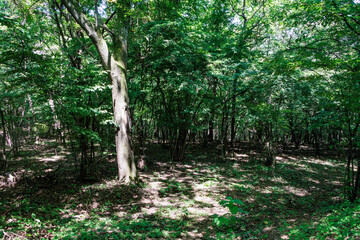 保護された山奥の雑木林