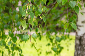 Young juicy green leaves on the branches of a birch in the sun outdoors in spring summer close-up macro on the background of birch trunk. Spring Awakening,