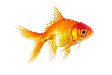 Fototapeta premium fish isolated on white background