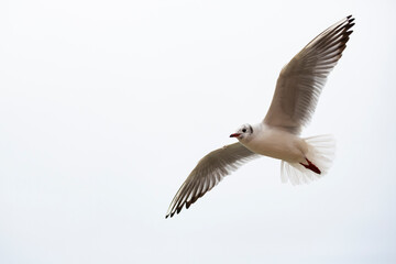 close up Seagull in flight isolated on a white background.