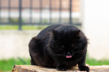 Cats in an urban environment, A black fluffy cat outside in summer