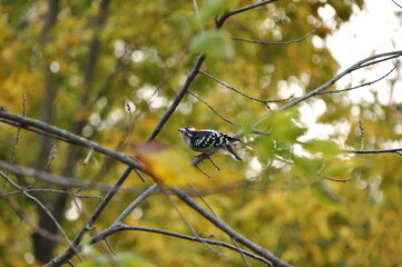 Downy Woodpecker