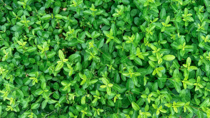Close-up photo of green bright fresh small leaves of bush. Abstract horizontal background, natural pattern.