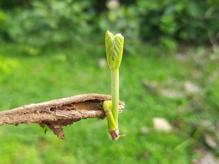 Butea monosperma seed sprout.  It is a species of Butea native. It is used for timber, resin, fodder, medicine, and dye. Other names include flame of-the forest, and bastard teak. Sprout of Palas.