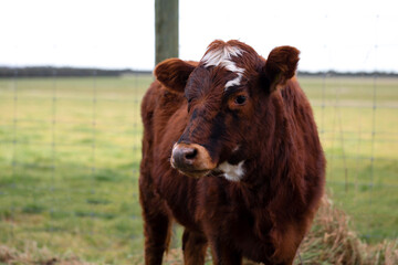 Brown cow with tag on ear stands near fence at countryside