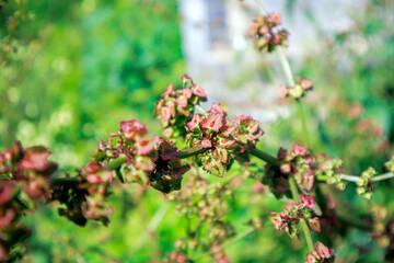 tiny flowers in the garden