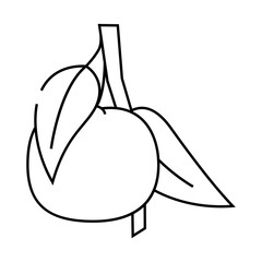 branch mandarin leaf line icon vector. branch mandarin leaf sign. isolated contour symbol black illustration