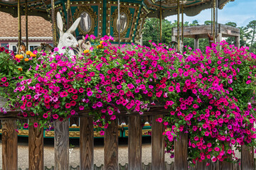Carousal and Petunias