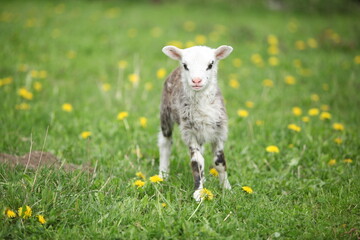Little lamb with dandelions in spring © Zuzana Tillerova