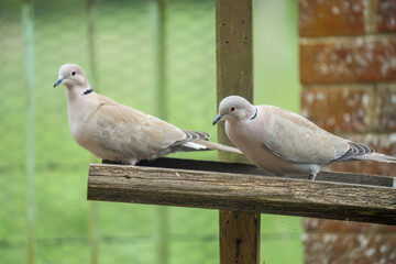 close-up of a pair of collared doves (Streptopelia Decaocto) checking out a wooden bird feeding tray
