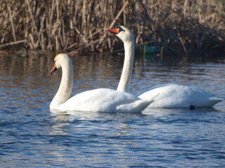 Swans swim along the river in early spring