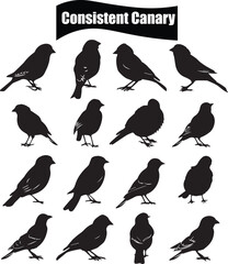 Obraz premium Canary Outline Silhouette Graphics Collection